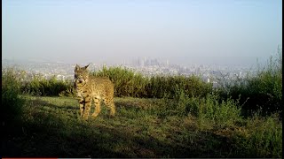 CLAW Nature Cam - 2021 Highlight Reel by Citizens for Los Angeles Wildlife 1,220 views 2 years ago 6 minutes, 56 seconds