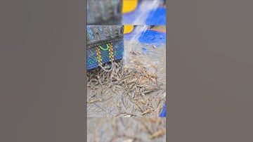 Rivierkreeften Vietnam | Close-up van de groene rivierkreeftenoogst in het Westen #rivierkreeft #sanbatkiengiang