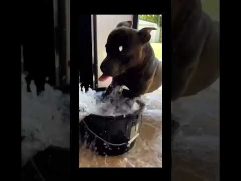 Твои слова водица😂 #приколы #собаки #животные #водица #вода #shorts