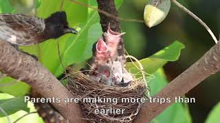 Redvented bulbul | Feeding chicks