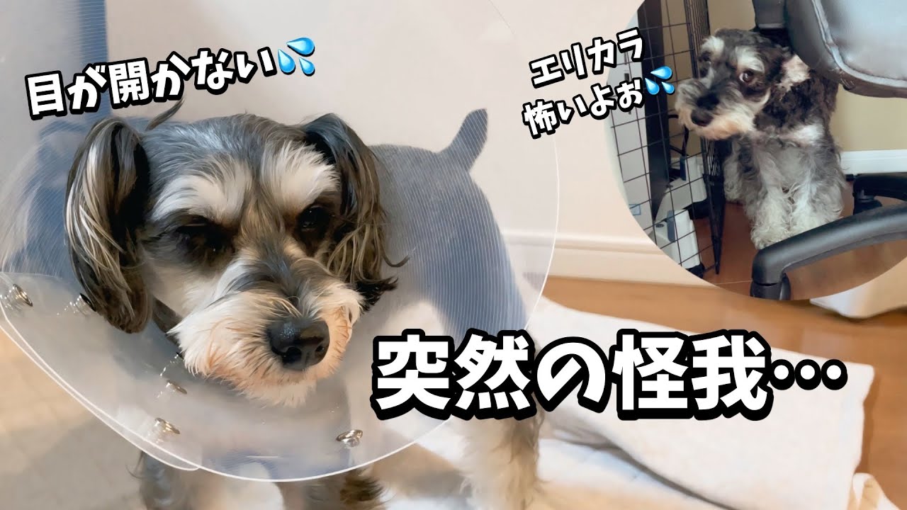 留守中に愛犬の目が...緊急通院になりました【ミニチュアシュナウザー】