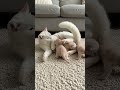 #kitten #lifeisbutadream #cat #ihavethisthingwithplants #whowillbemylifepartnerta #cute #meow