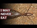 Dobsonfly facts: also known as hellgrammites! | Animal Fact Files