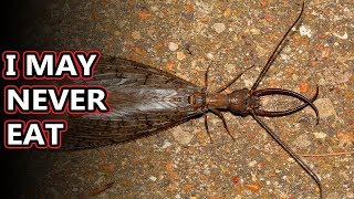 Dobsonfly facts: also known as hellgrammites! | Animal Fact Files
