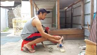 hari ke 3 merawat ayam bahan/perdana menjadi juara. #ayambangkok#mangon#pakhoy#jago #fighter#ayam