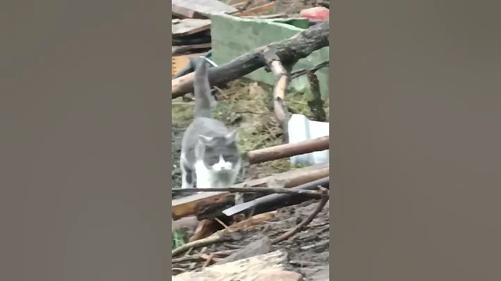 Day 296 - UAF soldier discusses feline presence on...
