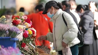 云南昆明：年宵花销售量上涨 云采购成生力军