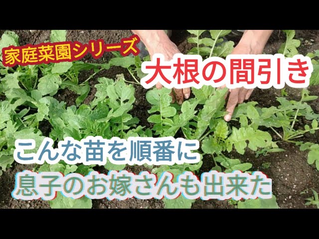 大根の間引き】20cm間隔で間引き、息子のお嫁さんも覚えた【家庭菜園