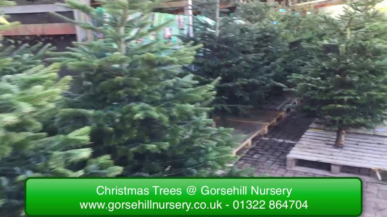 Real Christmas Trees Kent YouTube