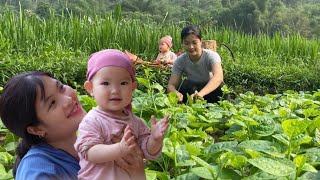 Harvesting spinach to sell - 17 year old single mother completes 1/2 of the poultry house