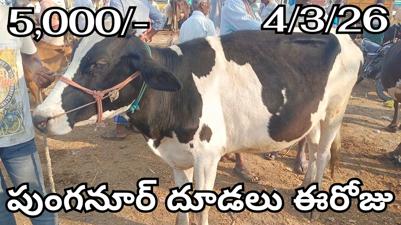  Punganur Calfs Market 🐄