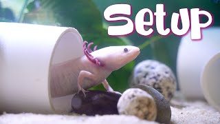 20 Gallon Axolotl Tank Setup UPGRADE!