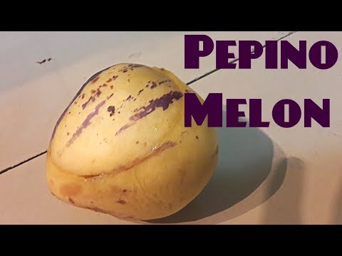 Video: Keď je melón Pepino zrelý – prečítajte si o zbere Pepino v záhrade