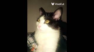 Manchitas Espero Llega A Los 1000Millones Ojos Verdes