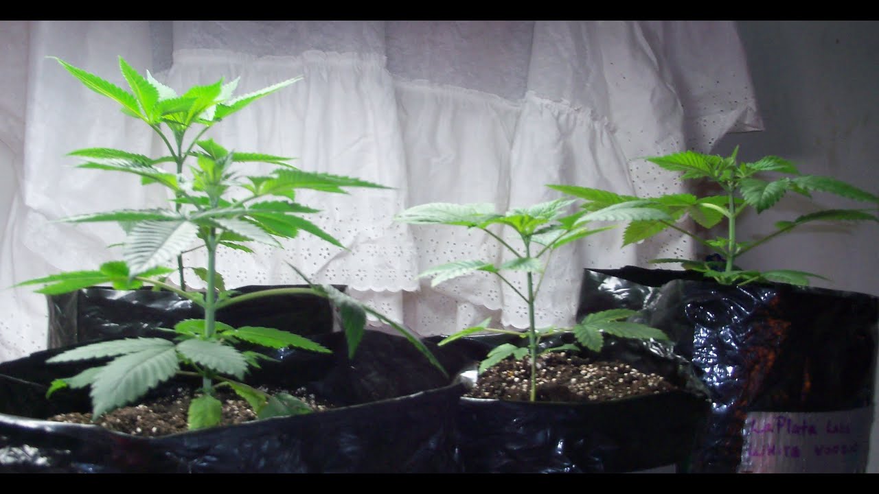 LaPlata Labs White VooDoo Week 5 Update
