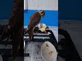 お腹減ったらヒヨコどうぞ