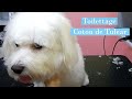 Toilettage du Coton De Tuléar avec Biogance