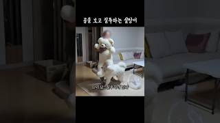 대형 곰 인형을 보고 질투하는 설탕이