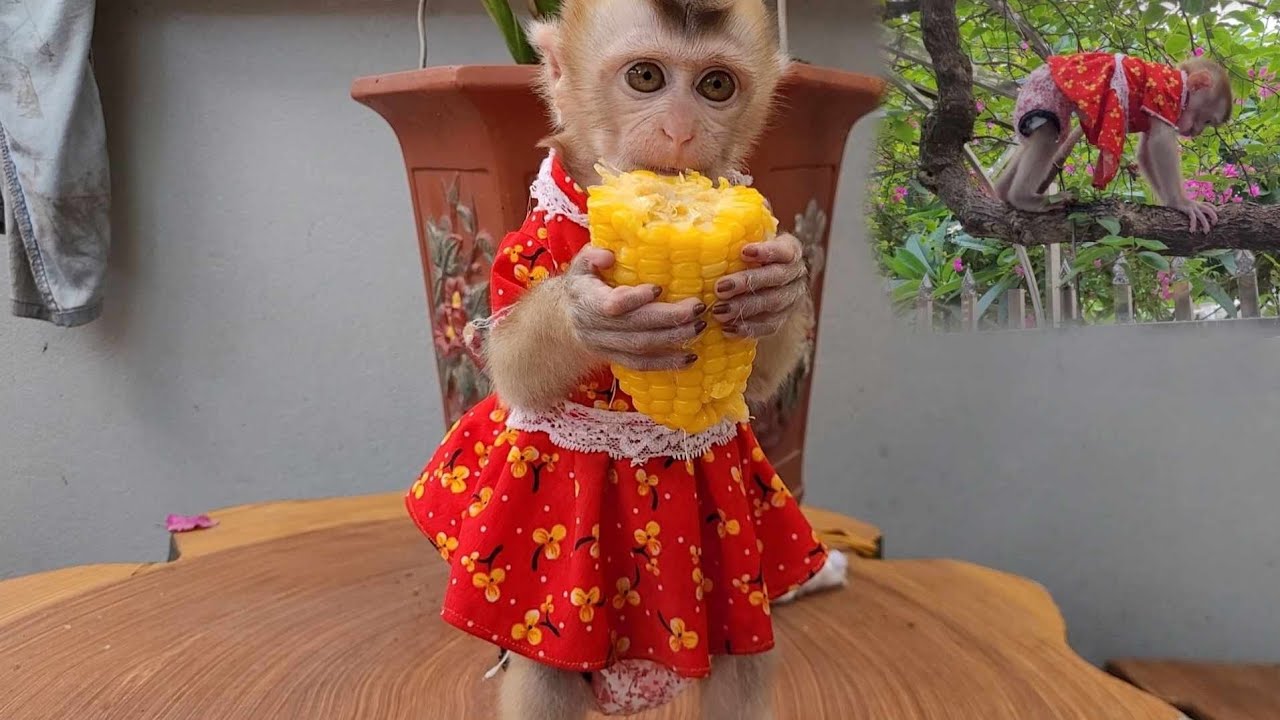 Have fun with the little monkey in the afternoon - YouTube