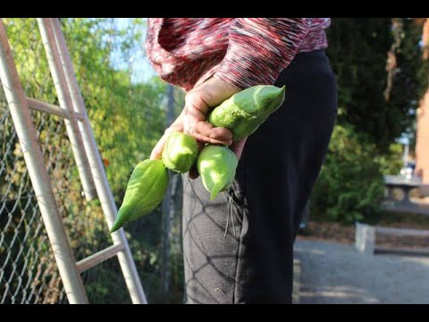 Video: Achocha-Pflanzeninformationen - Tipps zum Anbau von Achocha-Pflanzen im Garten