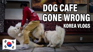 Big Fight in Samoyed Dog Cafe  South Korea Vlogs (Seoul)