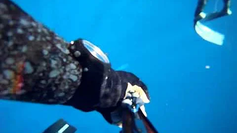 Spearfishing Hawaii Dot Com Tiger Visit