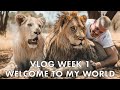 Dean Schneider VLOG - Week 1 - Lion Pride, Rock Python Rescue, and more!