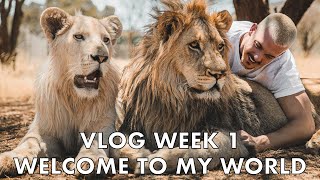 Dean Schneider Vlog - Week 1 - Lion Pride, Rock Python Rescue, And More!