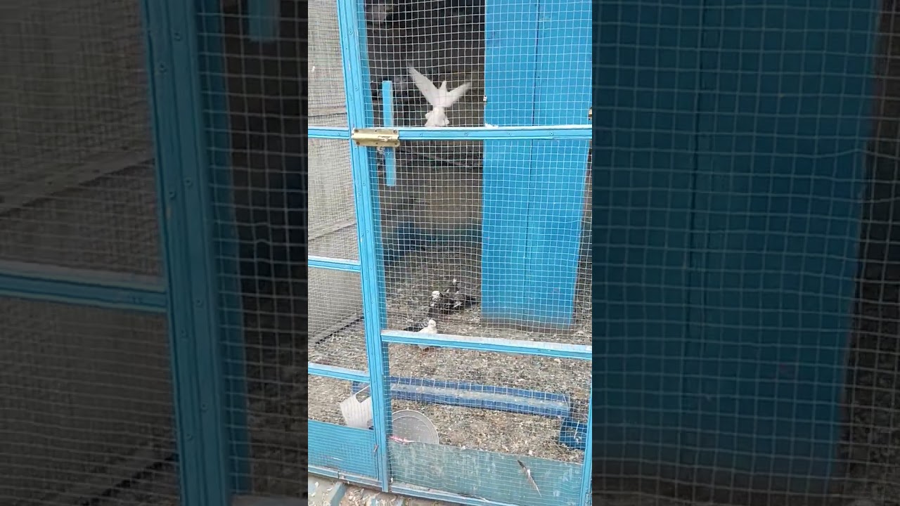 طريقه تثبيت الفروخ#youtube