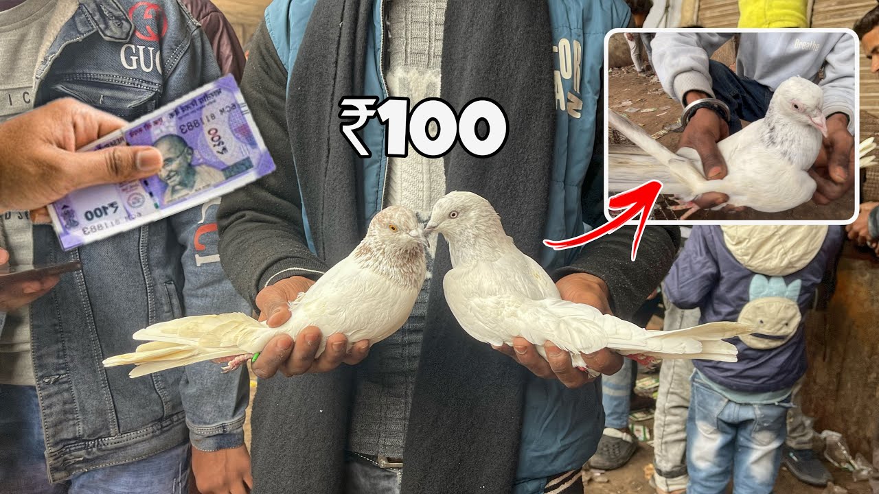 Sunday Kabootar Market 🕊️ - ₹100 Se Shuru 😱
