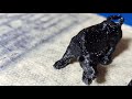Pequeño Torito en Easythreed K10