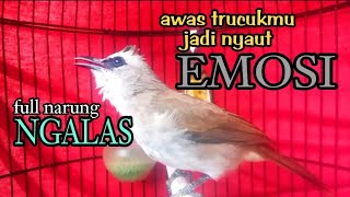 Suara Trucukan Gacor Ngeriwik Ngalas Narung Ampuh Bikin Burung Trucuk Gacor Emosi Nyaut Seketika
