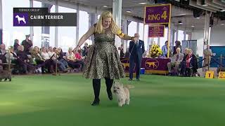 Cairn Terrier | Breed Judging (2019)