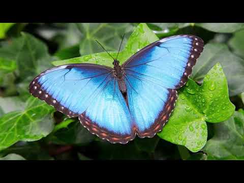 Video: ¿Cuántos huevos pone una mariposa morfo azul?
