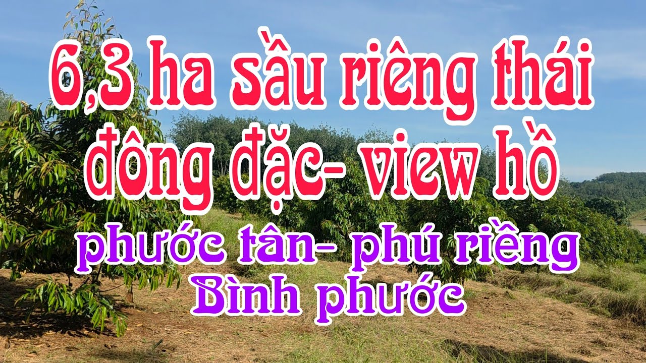 Vườn sầu thái 6,3ha .giá 2,6 tỉ/ha.view hồ thác mơ