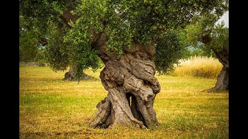 Computer Simulating Harvesting Forces Using 3D Modeling for the Olive Tree