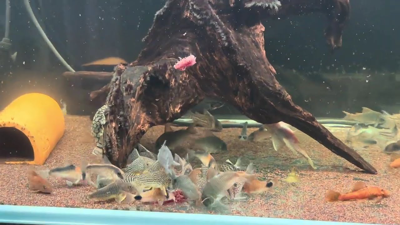 #37 　2026.2.15　コリドラスとプレコが速攻で赤虫を完食する動画　ミクロラスボラ・ハナビが餌を食べだしたぞぉ（コリドラス89匹　プレコ11匹　ミクロラスボラ・ハナビ31匹　過密水槽・備忘録）