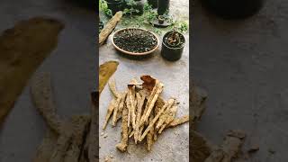 Gaman kuno temuan metal detektor #hartakarun #treasuresearch #treasuretrove