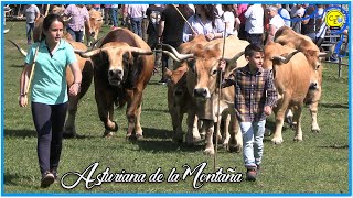 Vacas y toros de raza Asturiana de la Montaña