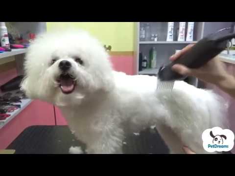 Video: Grooming Din Bichon Frise