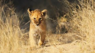 'NEW' LION CUBS, LEOPARD CUB almost falls from tree, ELEPHANTS.