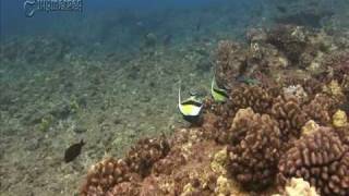 DSC Labs Scuba Diving Chart Demonstration Video