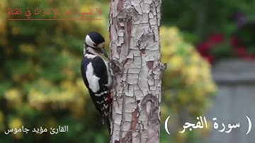 fecr-suresi🌸.. سورة الفجر .. 🌸 تلاوة هادئة بجودة عالية..