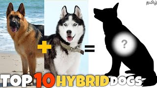 Top 10 Hybrid dogs | cute | mixed dog breeds | popular | funny