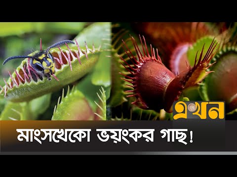 ভিডিও: ভেনাস ফ্লাইট্র্যাপ কি বাস করে?