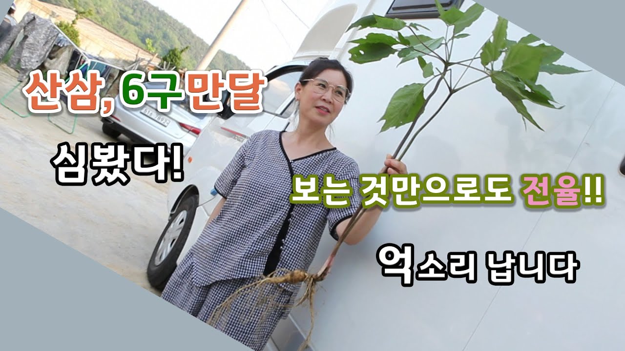 [ 귀농귀촌TV ] Big Ginseng, Korea Ginseng / 산삼, 6구만달 보는 것만으로도 전율!! 