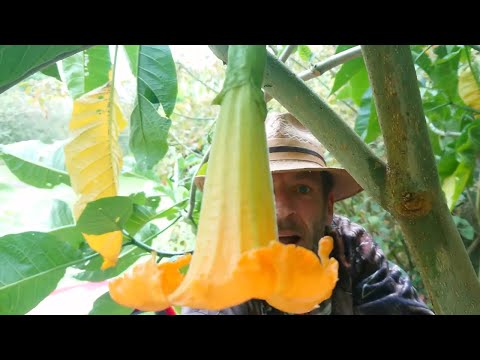 Video: Brugmansia Ağacı