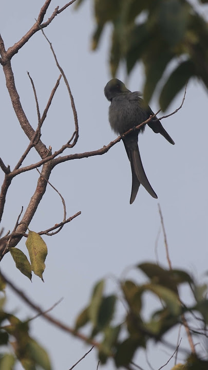 Ashy drongo (Dicrurusleucophaeus). #birds #drongo #ashydrongo #drsopticalemotions
