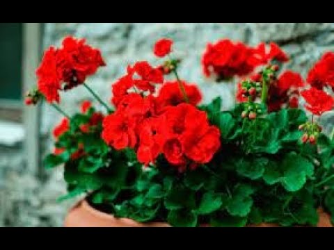 Герань в доме! Приметы и суеверия о цветке. Стоит ли держать герань дома?