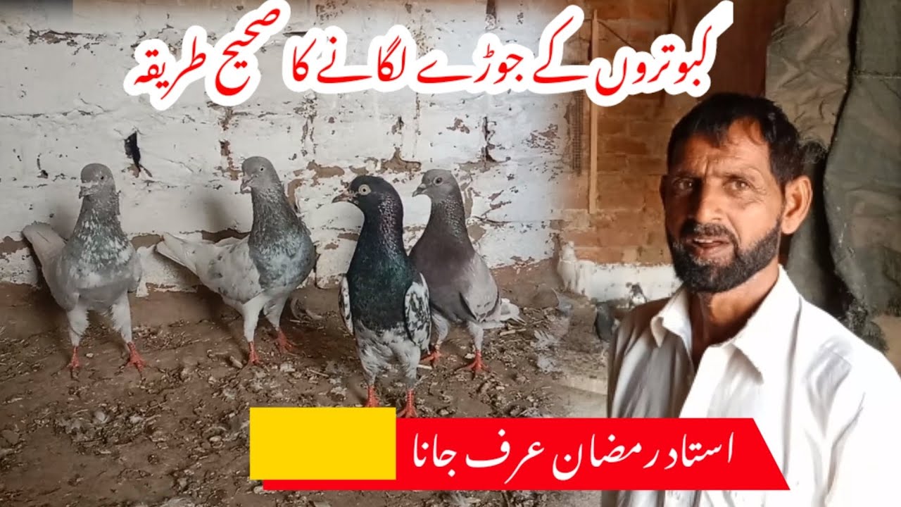 Ustad Razman kabootar ka jorda lagane ka tarika| Ustad Ramzan bomb - YouTube